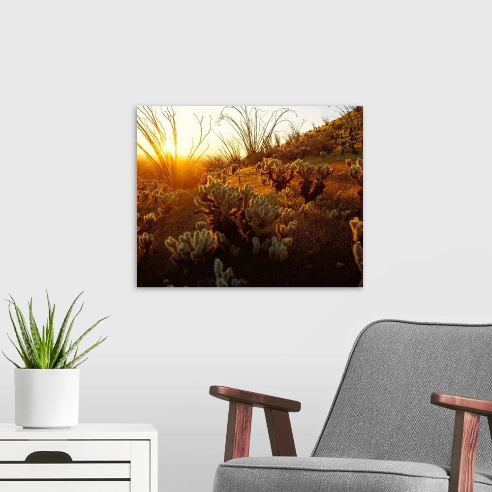 A modern room featuring Giant photograph focuses on a field of cactus plants sitting on a hill within the dry wilderness ...