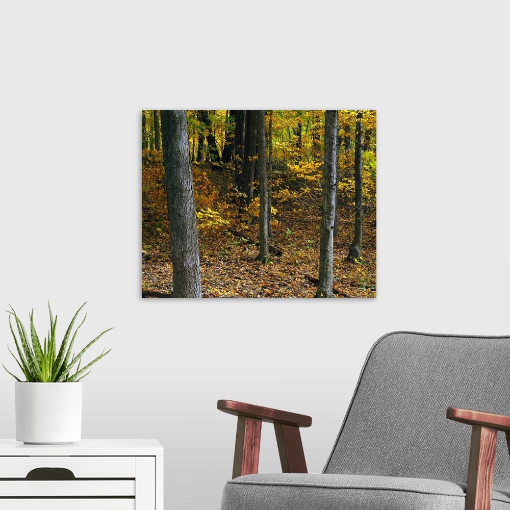 A modern room featuring Autumn color forest, Palisades-Kepler State Park, Iowa