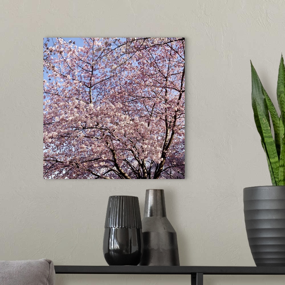 A modern room featuring Cherry Blossom trees in full bloom at the National Mall, Washington DC