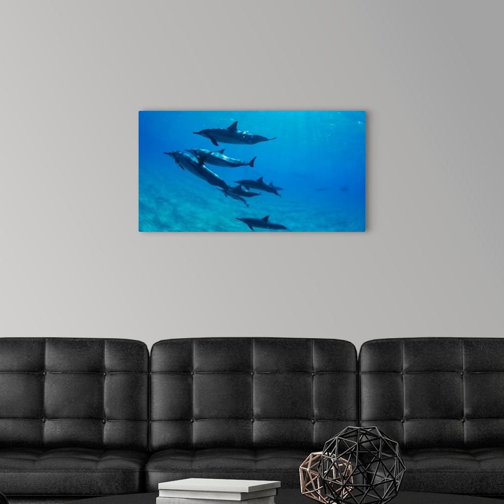A modern room featuring Dolphins swimming in Pacific Ocean, Hawaii, USA