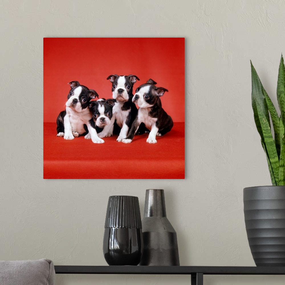 A modern room featuring Four boston terrier puppies on red background looking at camera funny faces.