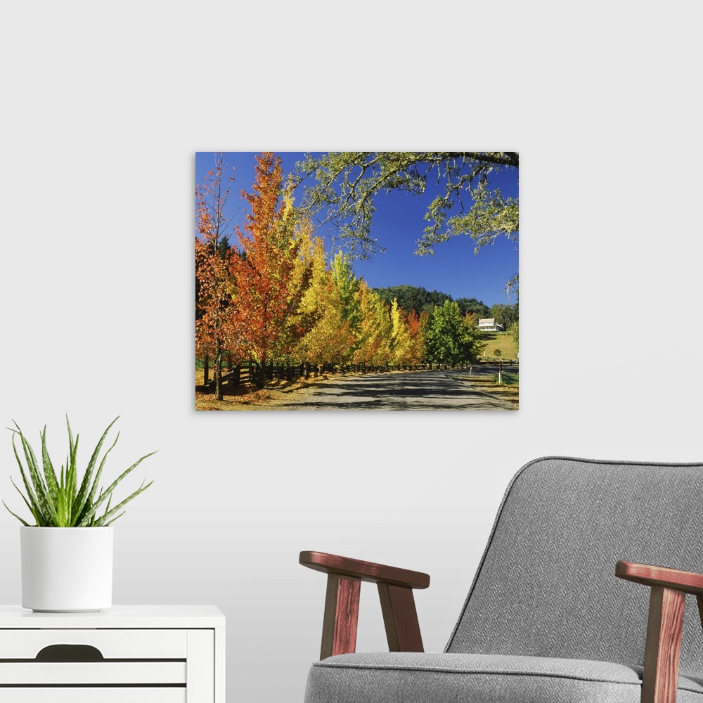 A modern room featuring Liquidambar trees in autumn, Healdsburg, Sonoma County, California