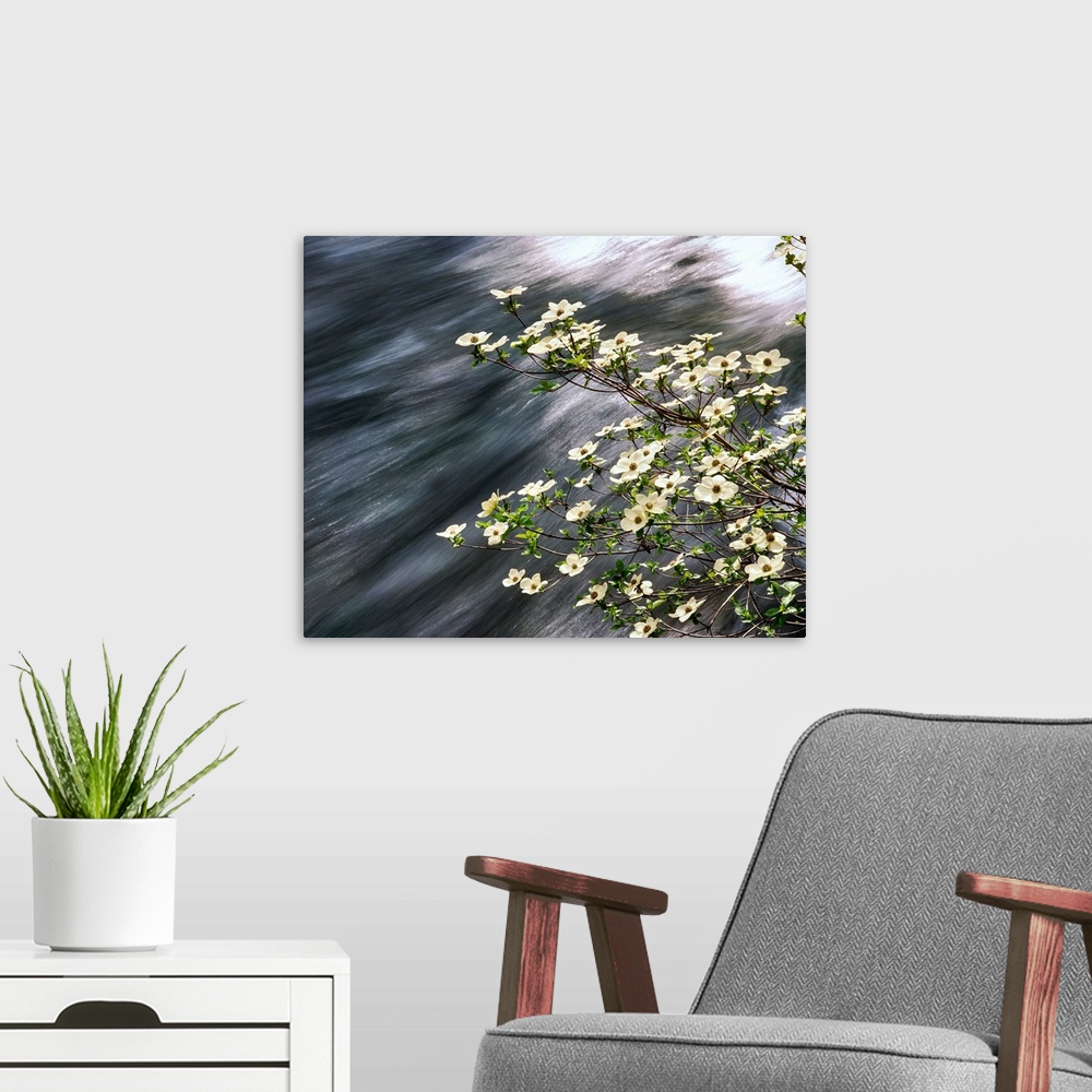 A modern room featuring Pacific Dogwood (Cornus nuttallii) flowers blooming over Mackenzie River, Willamette National For...
