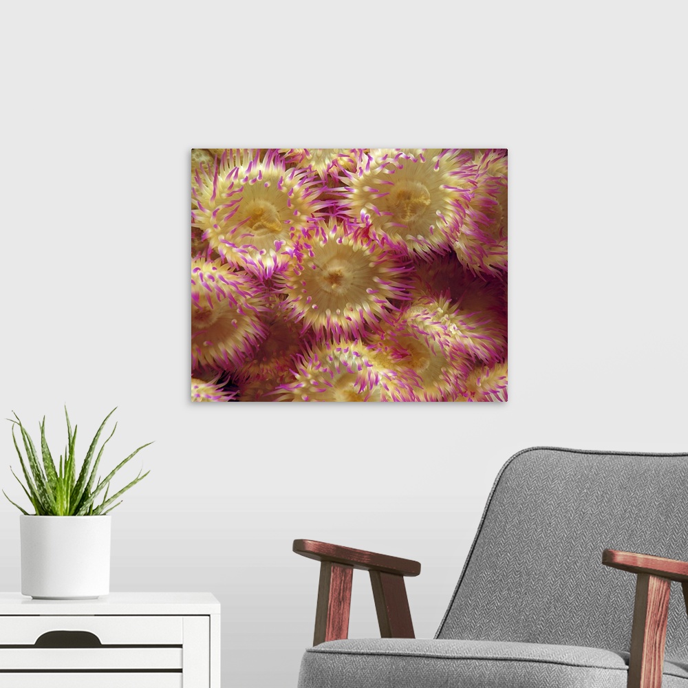 A modern room featuring Sea Anemones