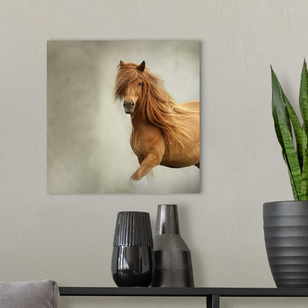 A modern room featuring An Icelandic Horse with a long flowing mane and smooth coat.