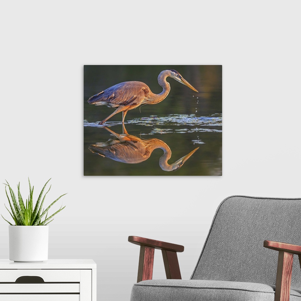 A modern room featuring A Great Blue Heron on the hunt for a morning meal.