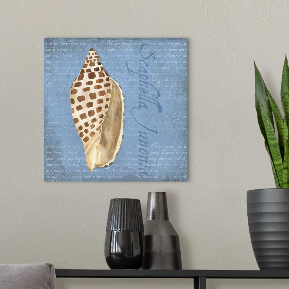 A modern room featuring Decorative design of a shell on a blue background with faded text and 'Scaphella Junonia' on the ...