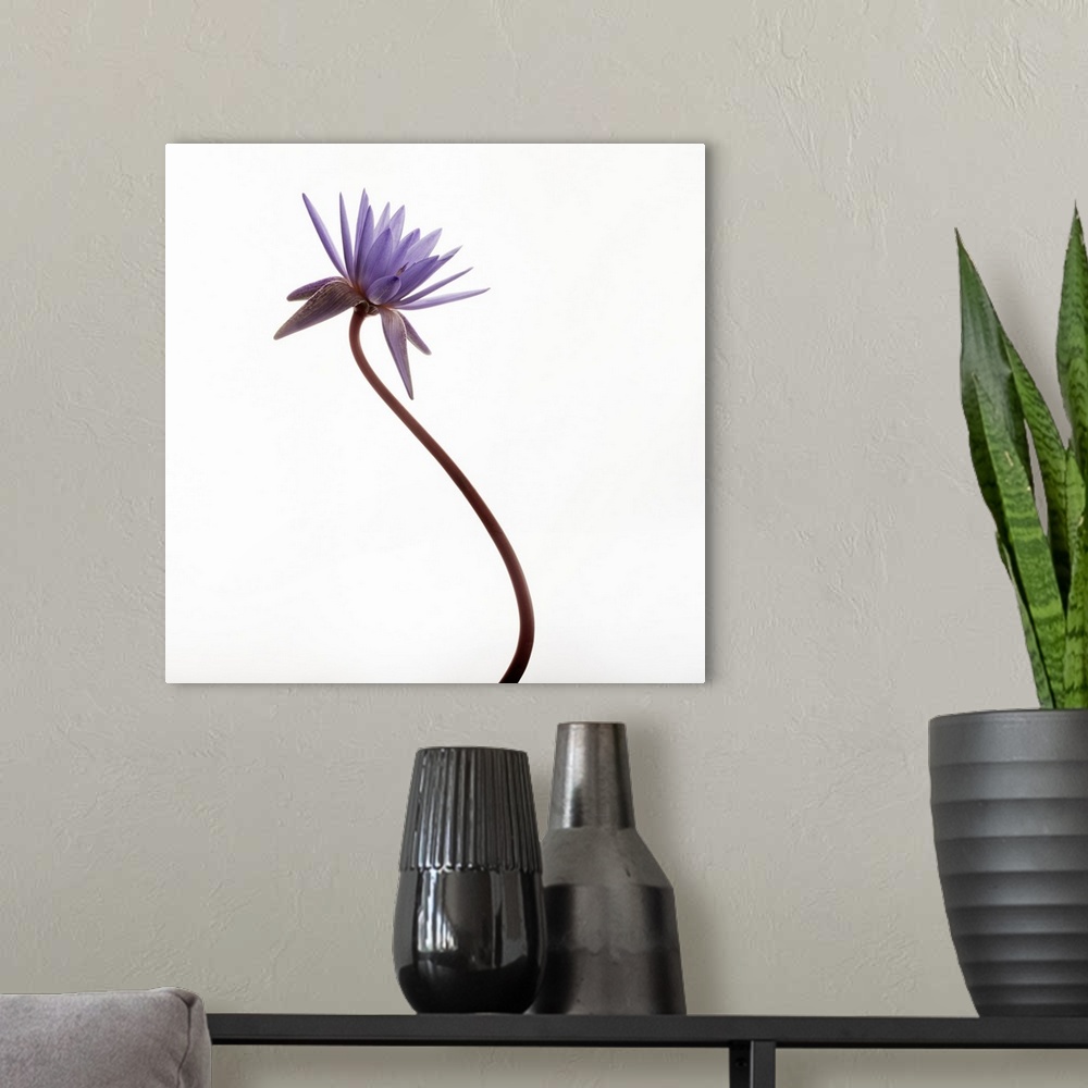 A modern room featuring Photograph of a purple water lily on a white background.