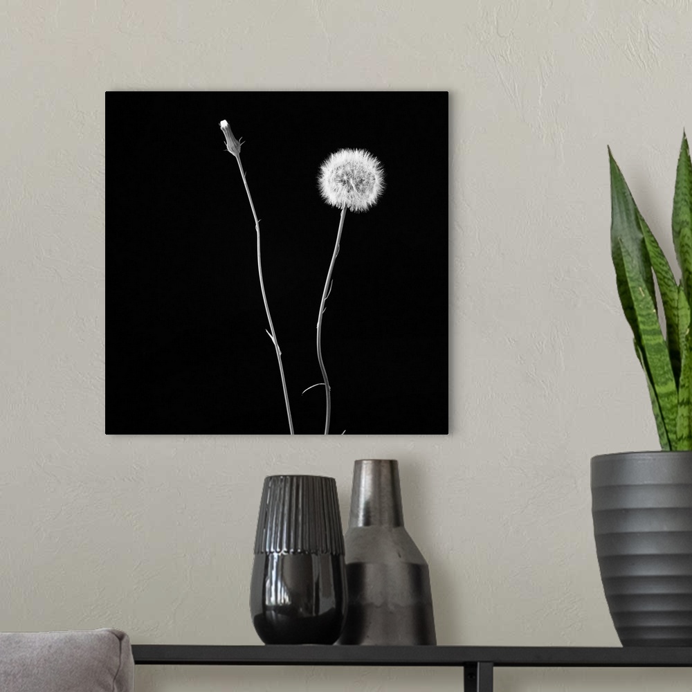 A modern room featuring A square black and white photograph of a dandelion on black.