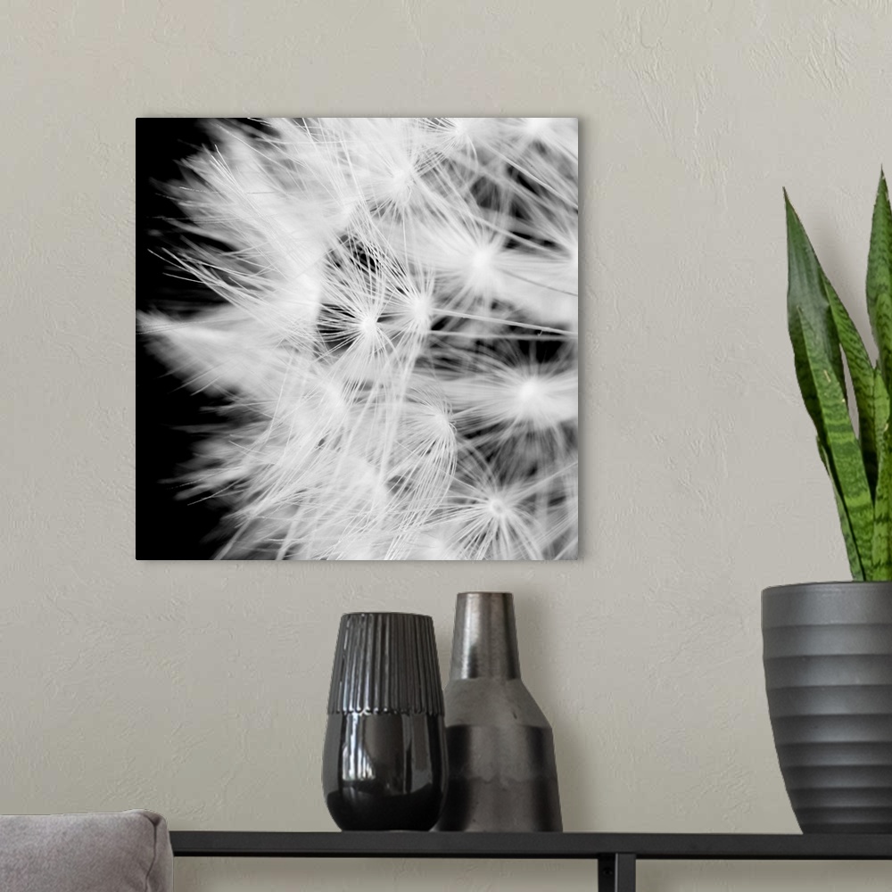 A modern room featuring A square black and white photograph of a dandelion on black.