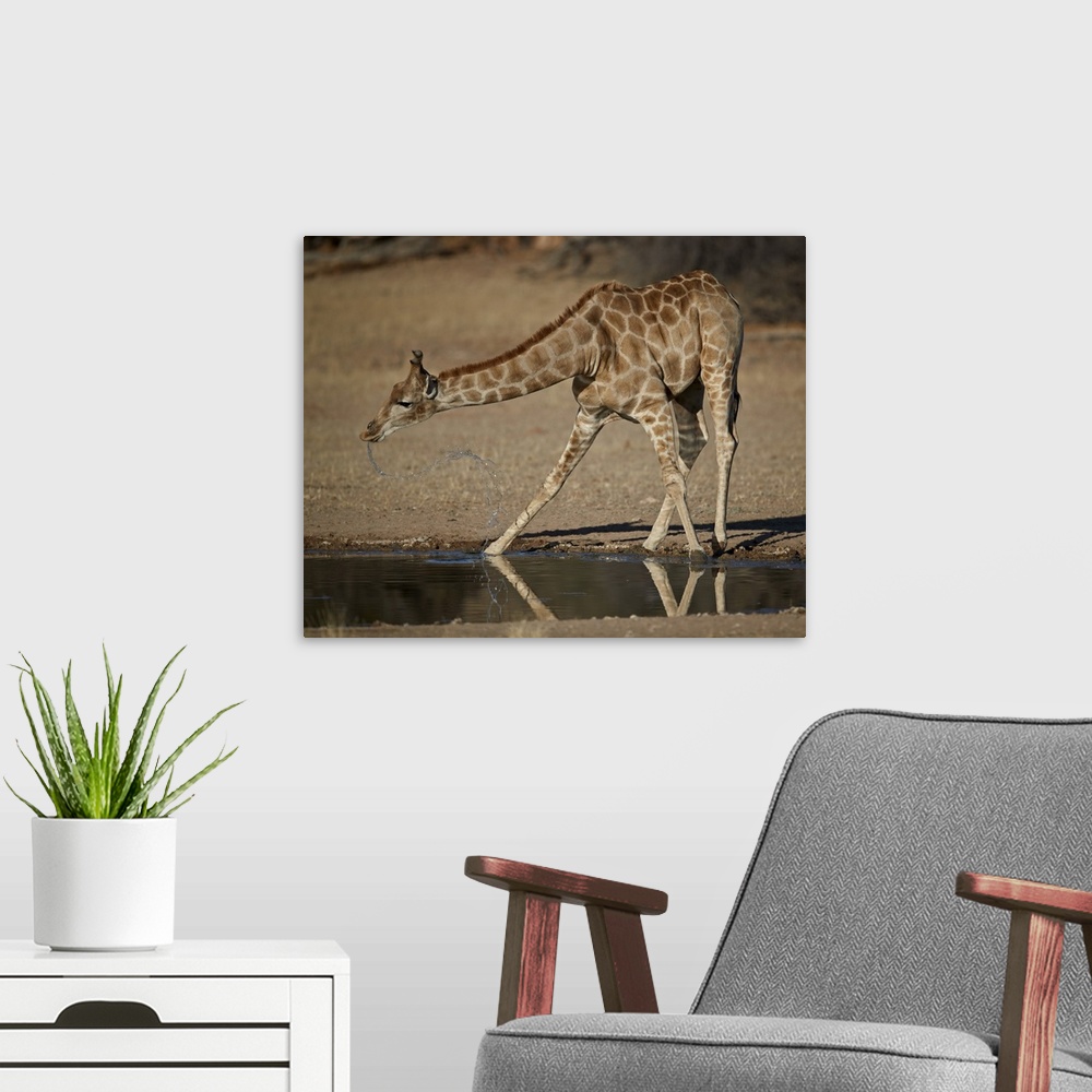 A modern room featuring Cape giraffe drinking, Kgalagadi Transfrontier Park, encompassing the former Kalahari Gemsbok Nat...