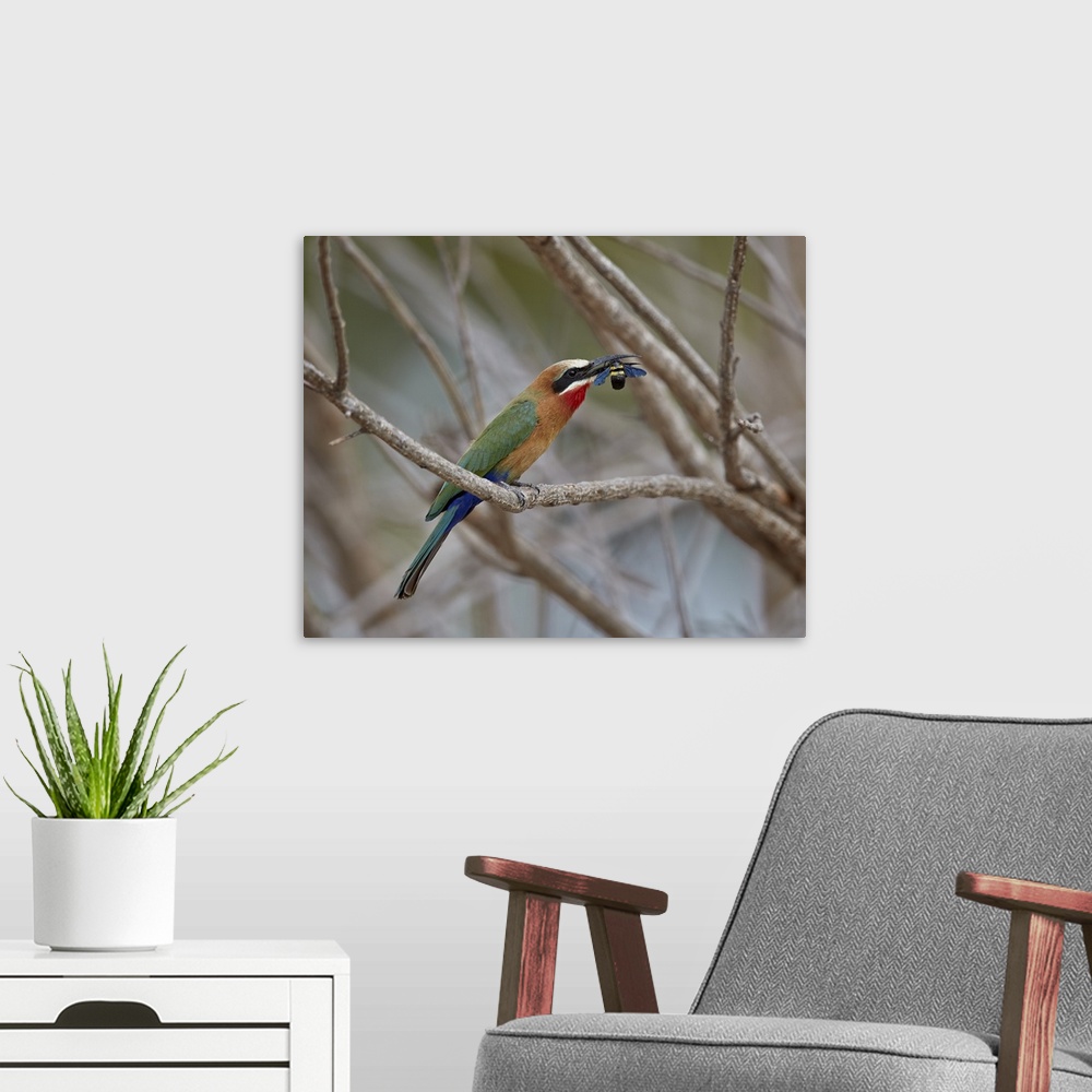 A modern room featuring White-fronted bee-eater with a bee, Selous Game Reserve, Tanzania