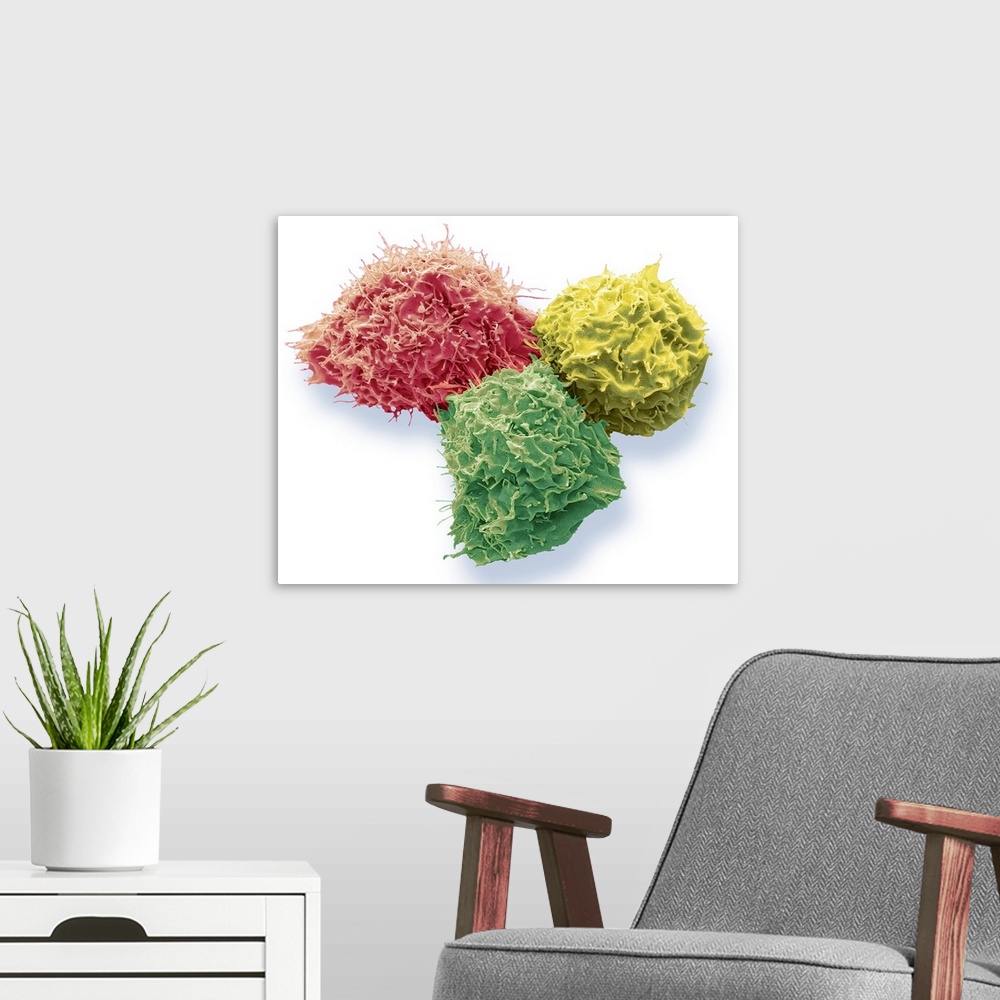 A modern room featuring 293T cells in culture, coloured scanning electron micrograph (SEM). These cells were isolated fro...