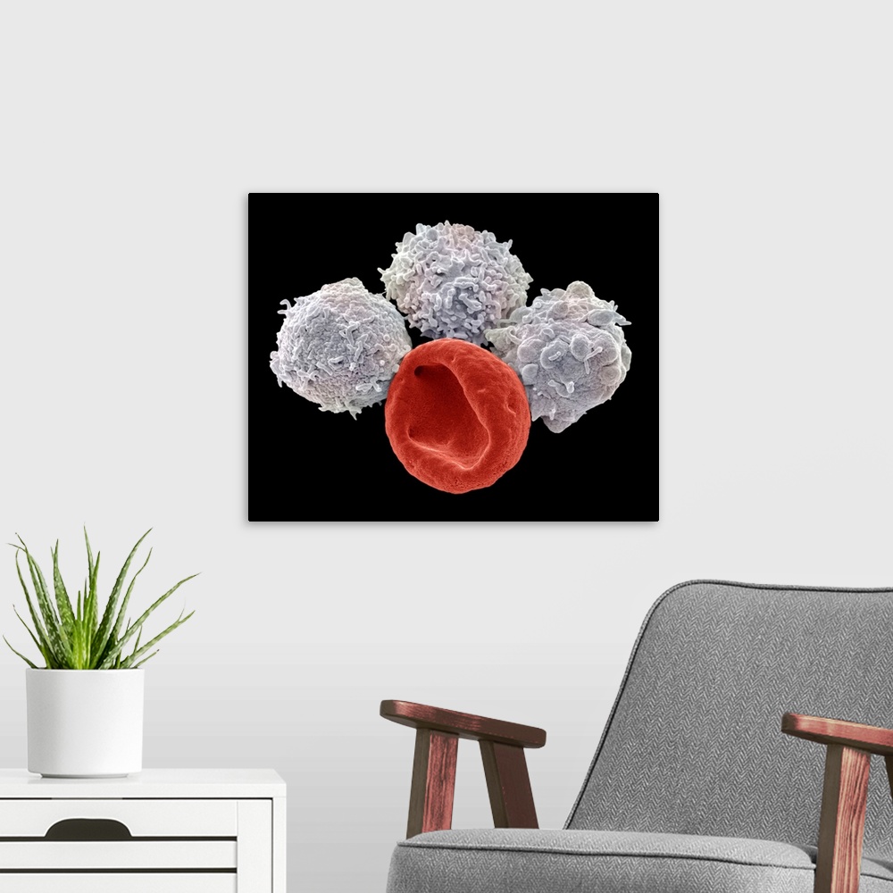 A modern room featuring Blood cells. Coloured scanning electron micrograph (SEM) of a red blood cell (erythrocyte, red) a...