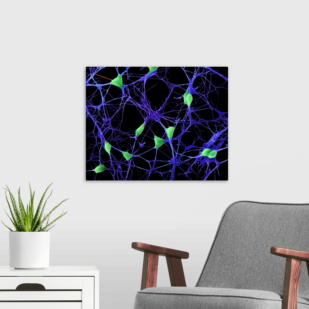 A modern room featuring Cortical brain neurons (nerve cells) growing in culture, coloured scanning electron micrograph (S...