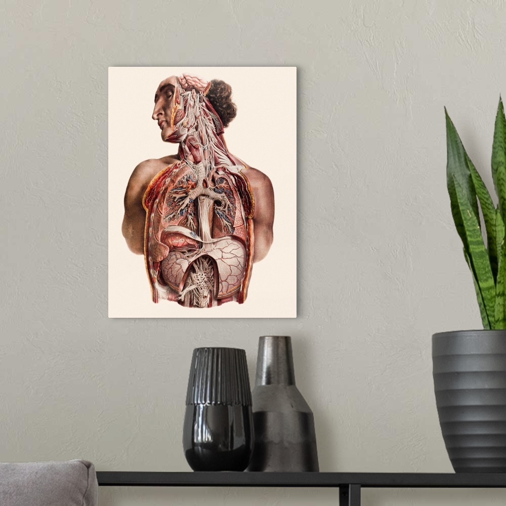 A modern room featuring Cranial nerves, historical anatomical artwork. This is an anterior (front) view of a man's neck a...