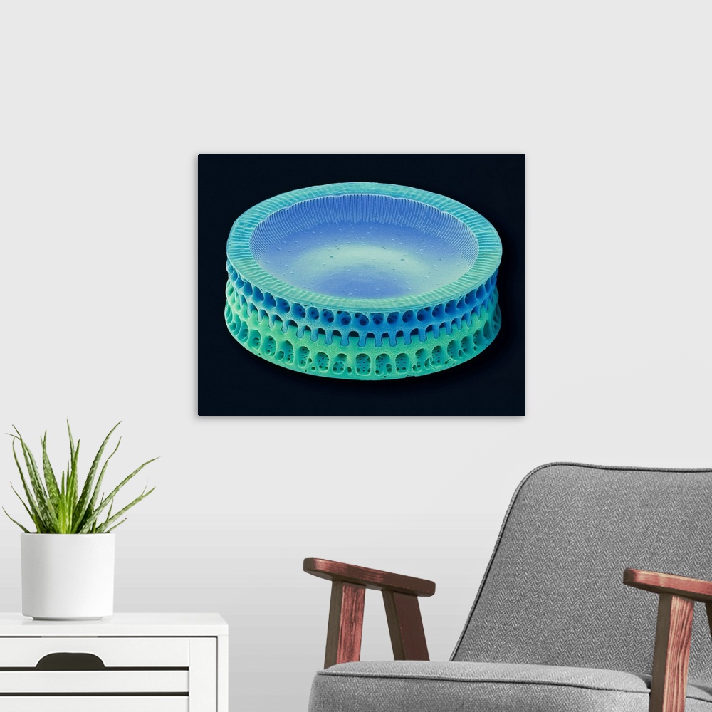 A modern room featuring Diatom. Coloured scanning electron micrograph (SEM) of a single diatom. Diatoms may be extremely ...
