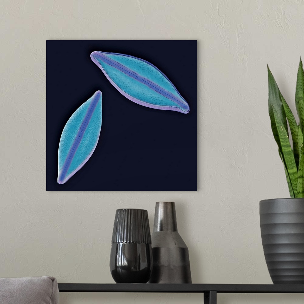 A modern room featuring Diatoms. Coloured scanning electron micrograph (SEM) of two diatoms (navicula sp.). Diatoms may b...