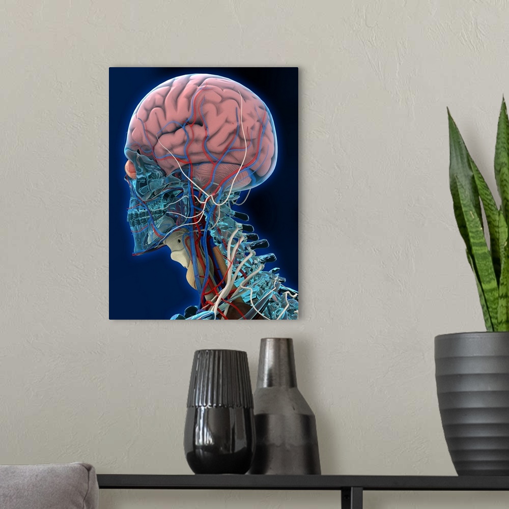 A modern room featuring Human head anatomy. Computer artwork of the left-side of the head and neck of a human skeleton. T...