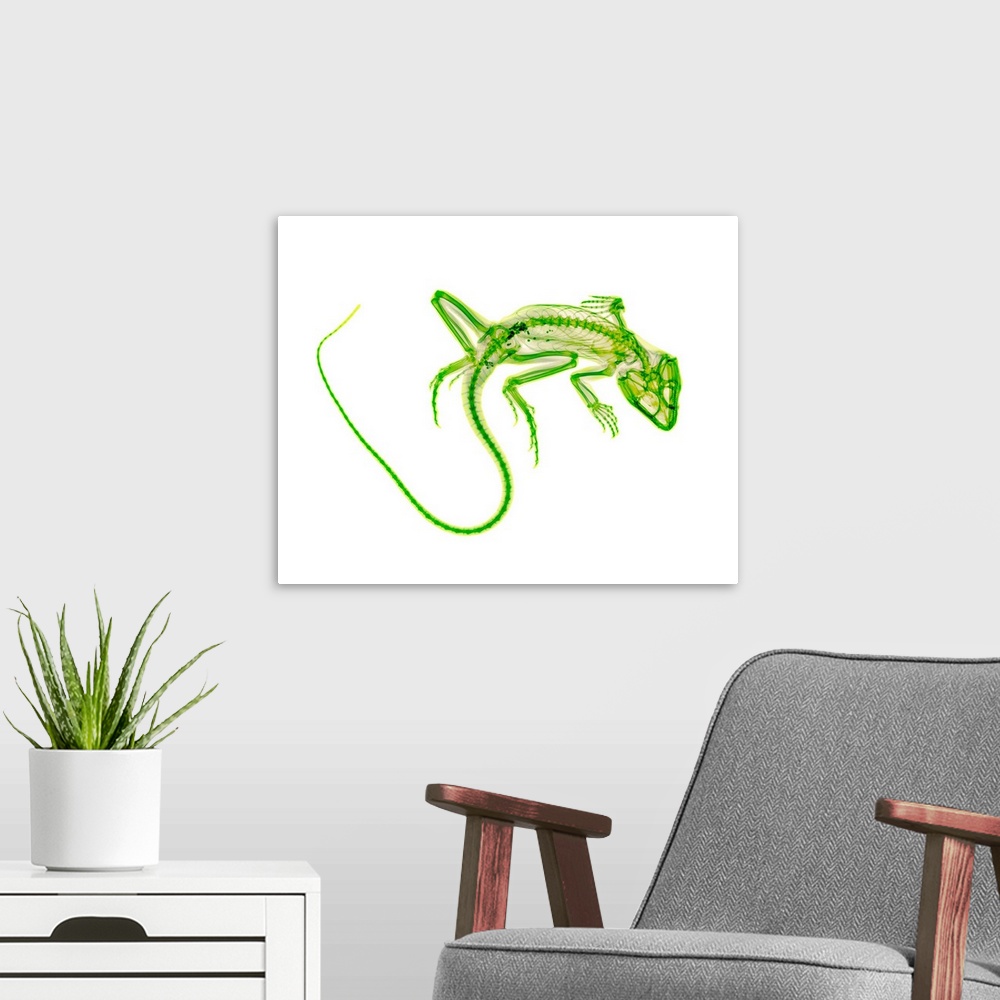 A modern room featuring Lizard, coloured X-ray.