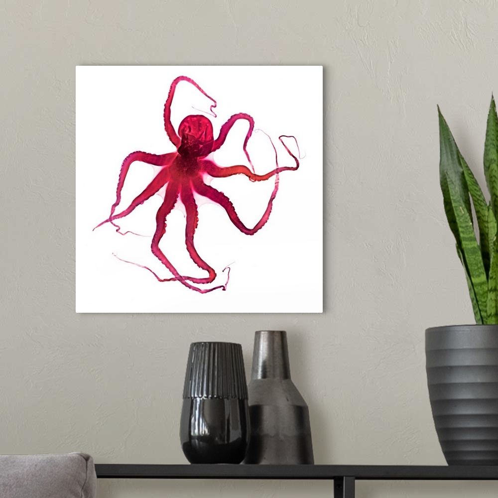 A modern room featuring Octopus, coloured X-ray.