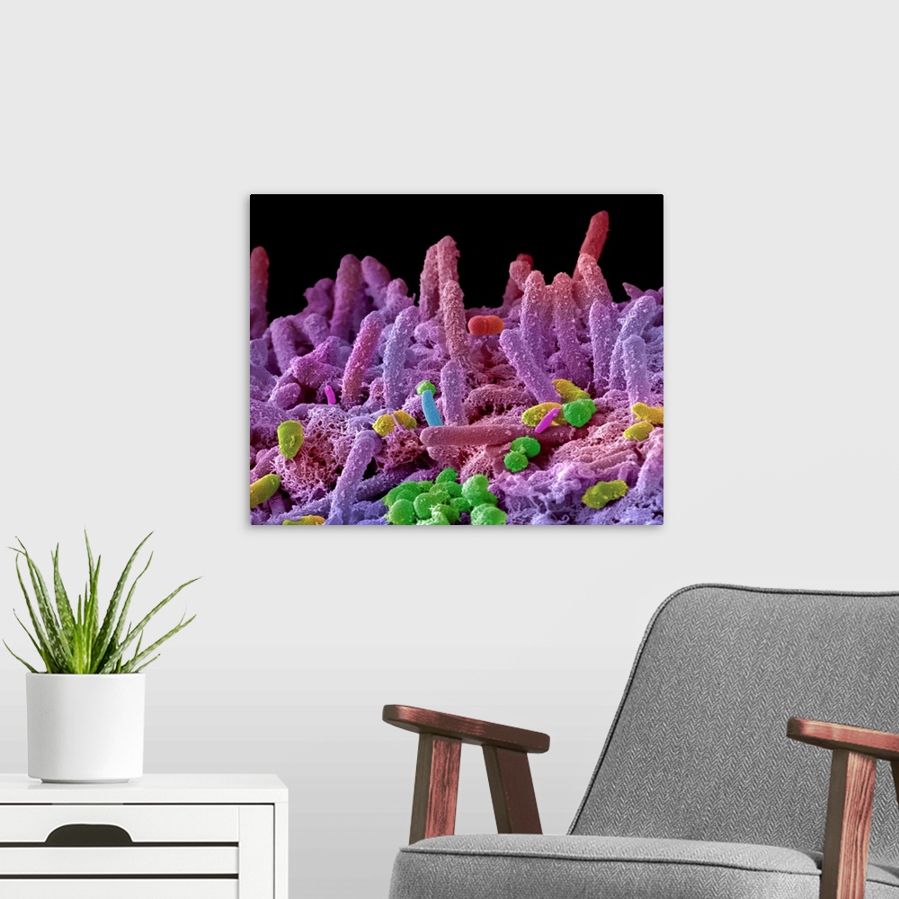 A modern room featuring Oral bacteria. Coloured scanning electron micrograph (SEM) of mixed oral bacteria. The mouth cont...