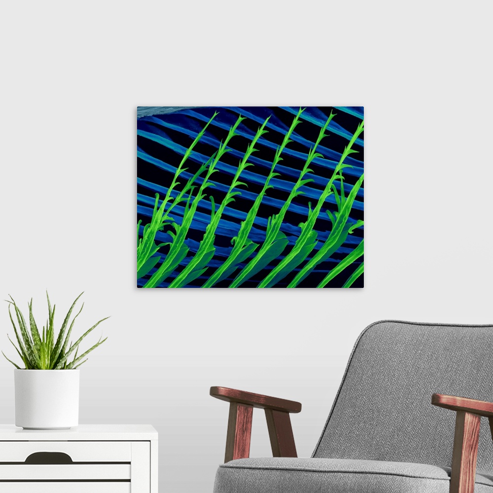 A modern room featuring Coloured scanning electron micrograph (SEM) Macaw parrot feather barbules and barbule hooks (Ara ...