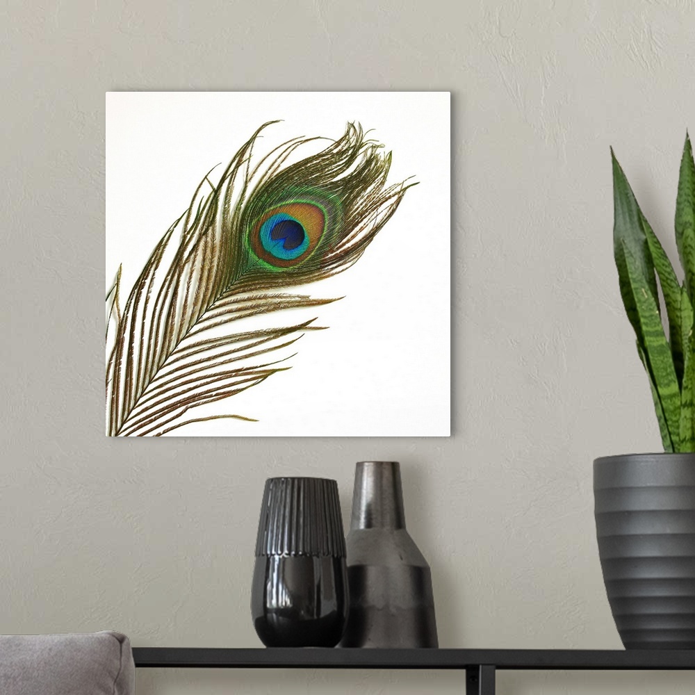 A modern room featuring Peacock feather (Pavo sp.).