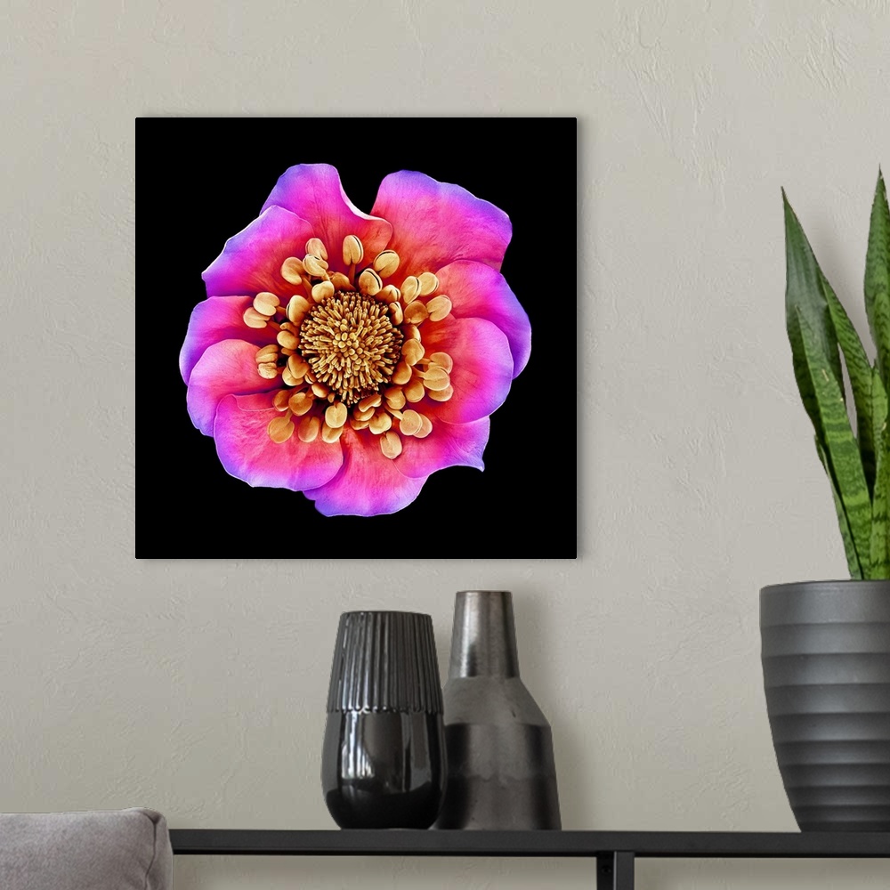 A modern room featuring Potentilla kleiniana flower, coloured scanning electron micrograph (SEM).