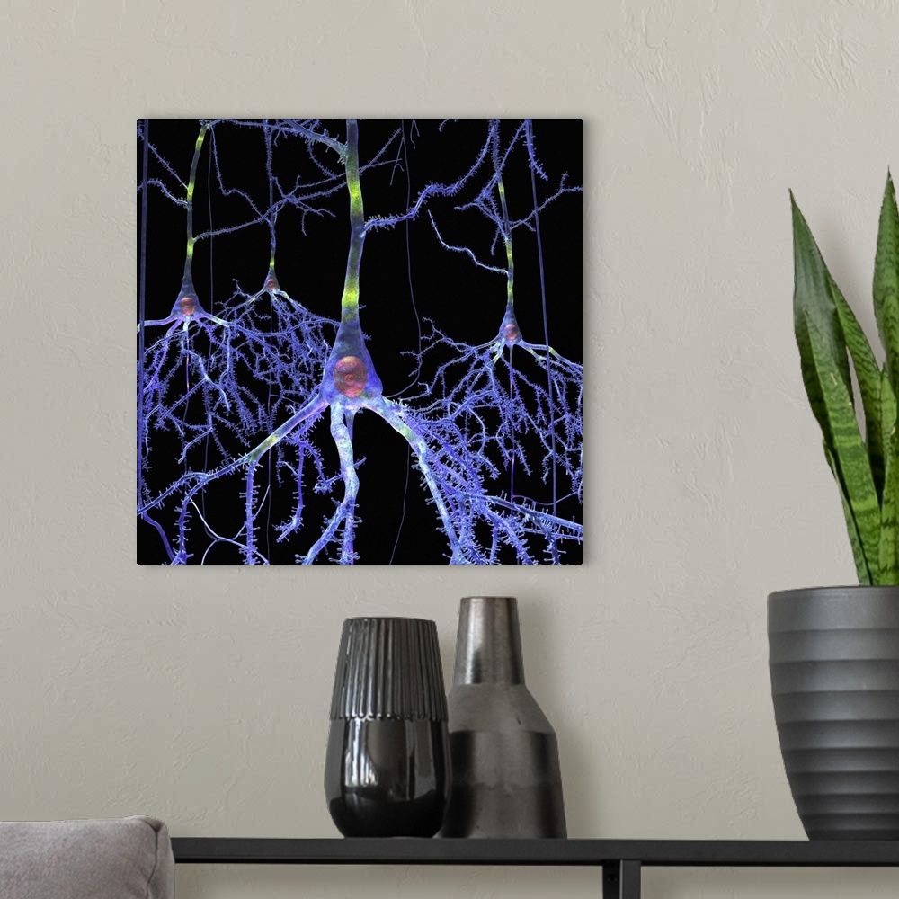 A modern room featuring Pyramidal cells in the brain. Artwork of pyramidal neurons from the cortex of the brain. They hav...