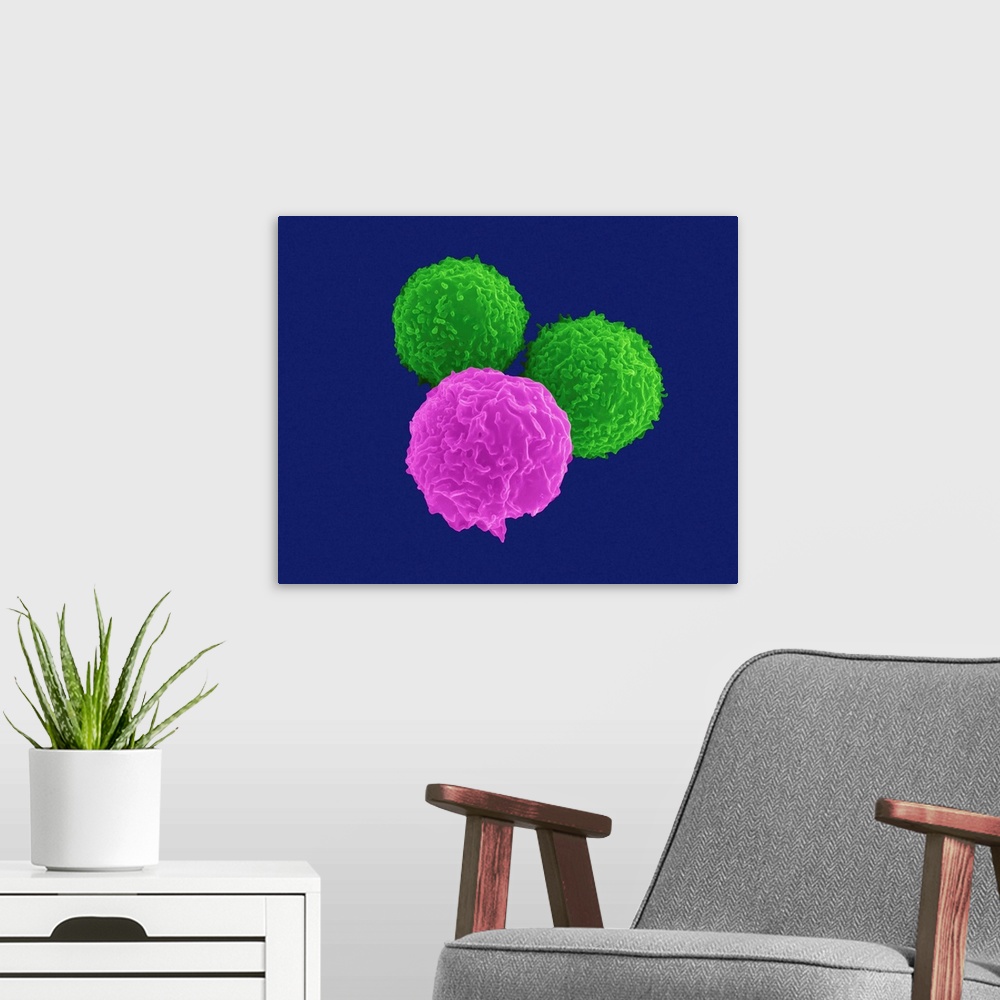 A modern room featuring T lymphocytes (pre-T cells) and granulocyte (neutrophil), coloured scanning electron micrograph (...