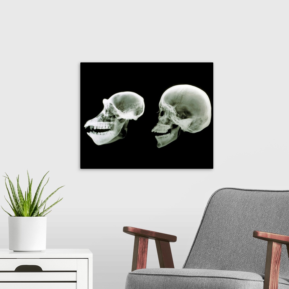 A modern room featuring Primate skulls. X-ray of the skulls of a chimpanzee, Pan troglodytes, and human, Homo sapiens see...