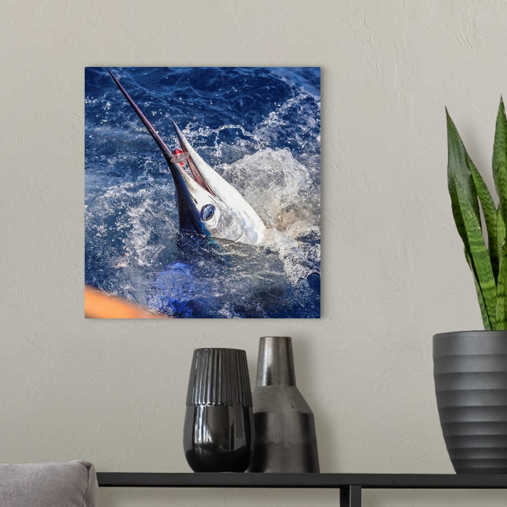 A modern room featuring A striped marlin bites a large lure in Mexican waters.