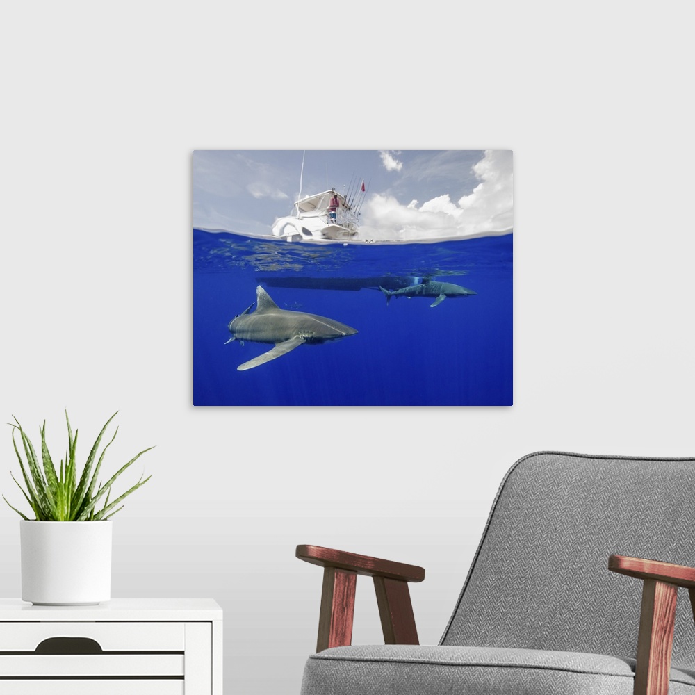 A modern room featuring A boat captain watches an oceanic white tip shark below at Cat Island in the Bahamas.