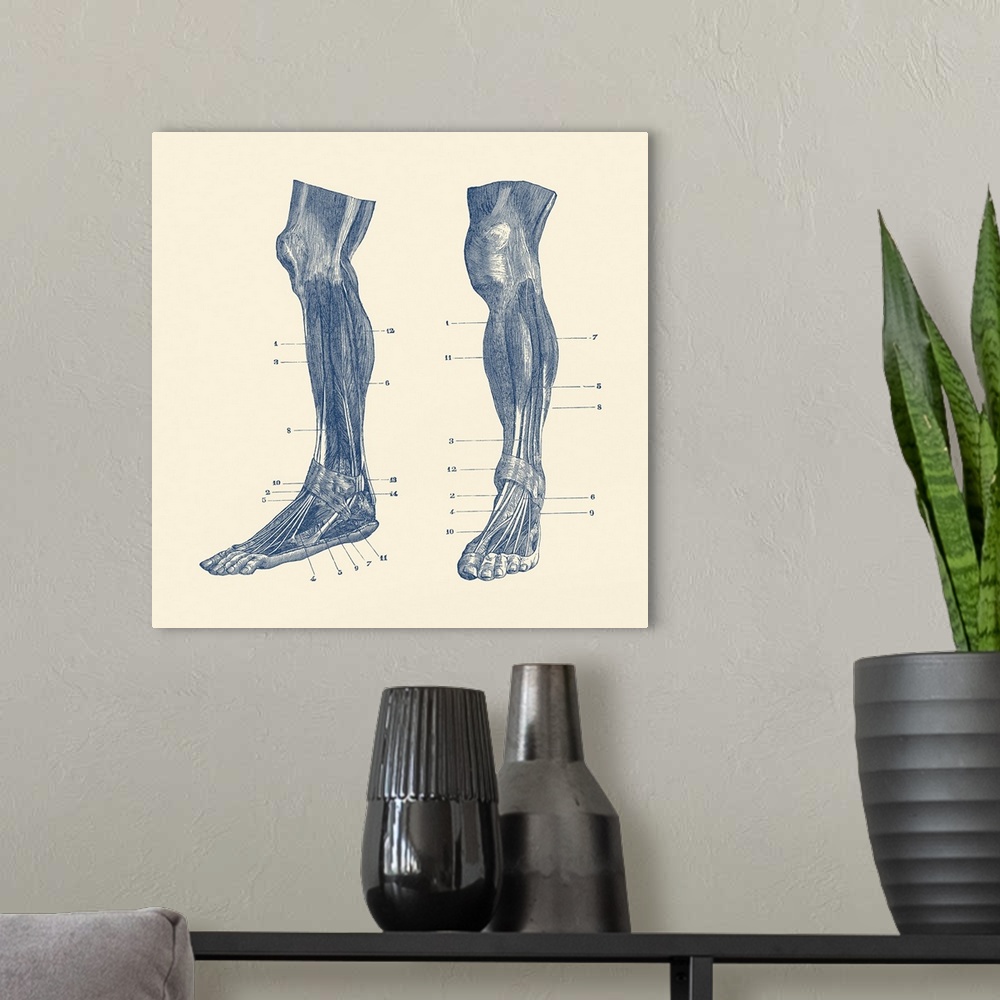 A modern room featuring A dual view of the muscles and tendons in a human leg.