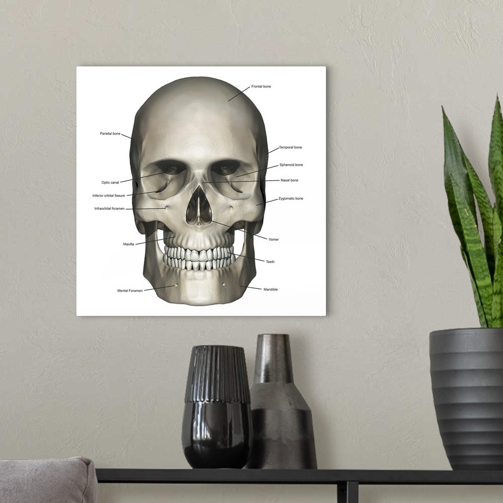 A modern room featuring Anterior view of human skull anatomy with annotations.