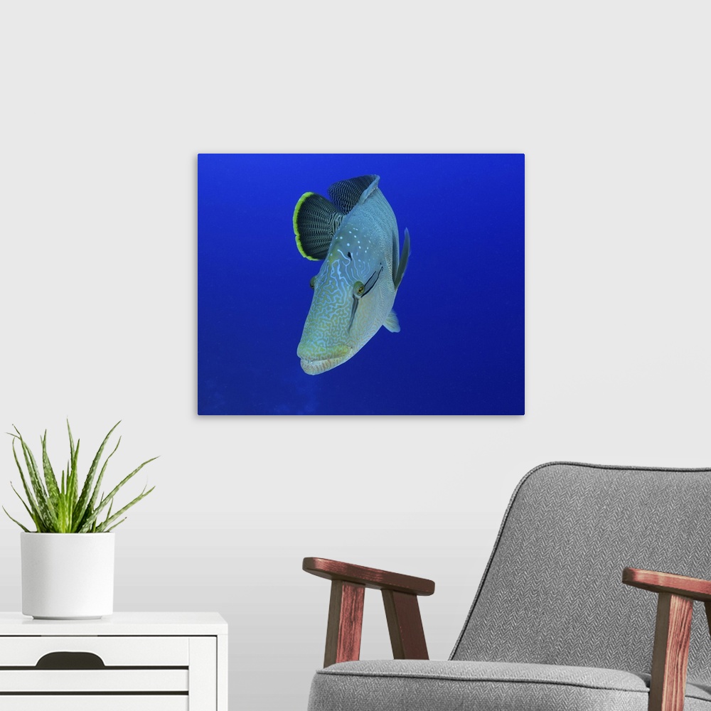 A modern room featuring Humphead wrasse, Red Sea, Egypt.