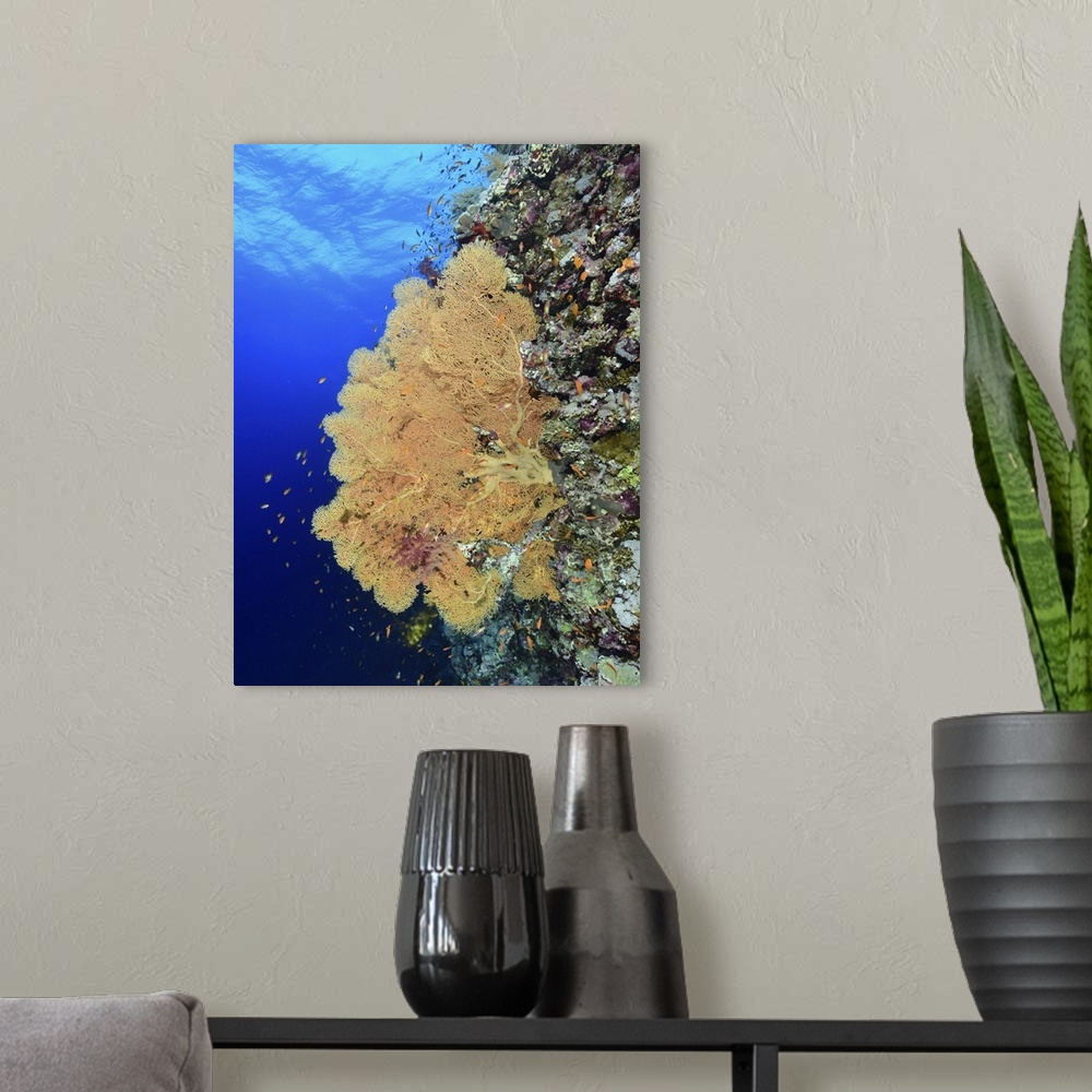 A modern room featuring Orange reef fan coral, Red Sea, Egypt.