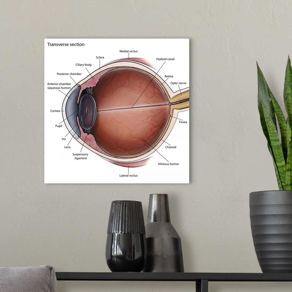 A modern room featuring Transverse section of eye anatomy with labels.