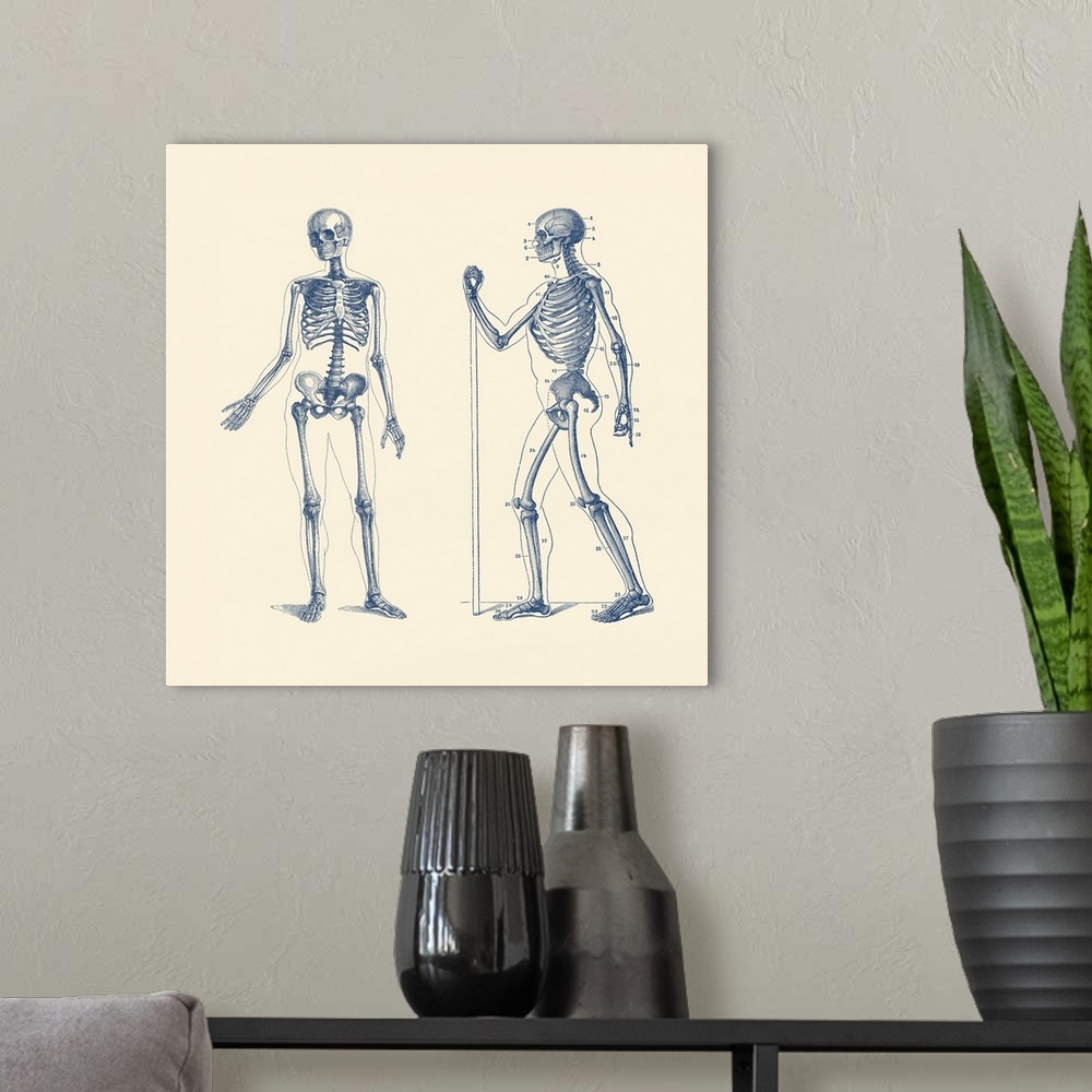A modern room featuring Vintage anatomy print features a dual view of a skeleton.