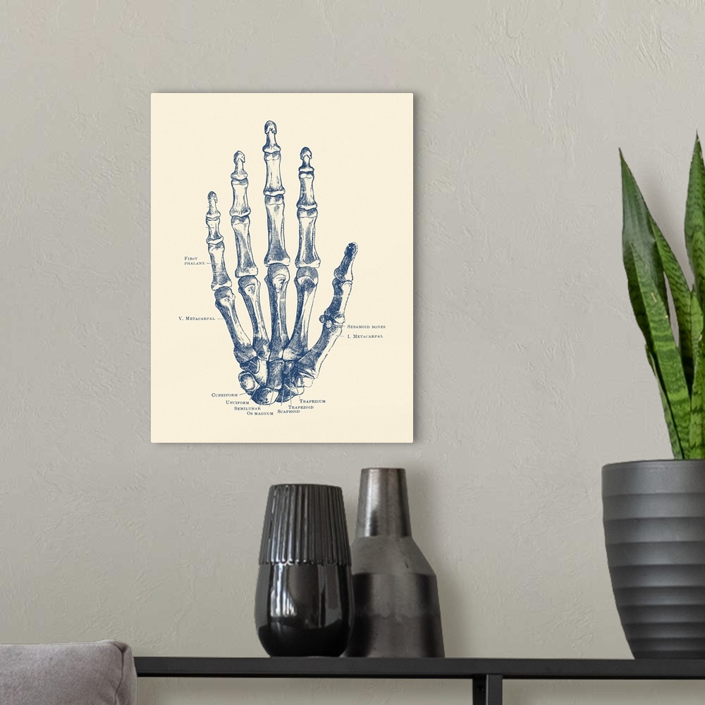 A modern room featuring Vintage anatomy print features the hand of a human skeleton with bones labeled.
