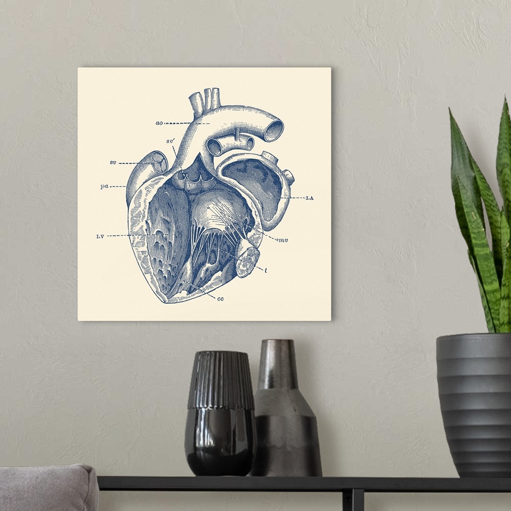 A modern room featuring Vintage anatomy print features the human heart showcasing the internal veins.