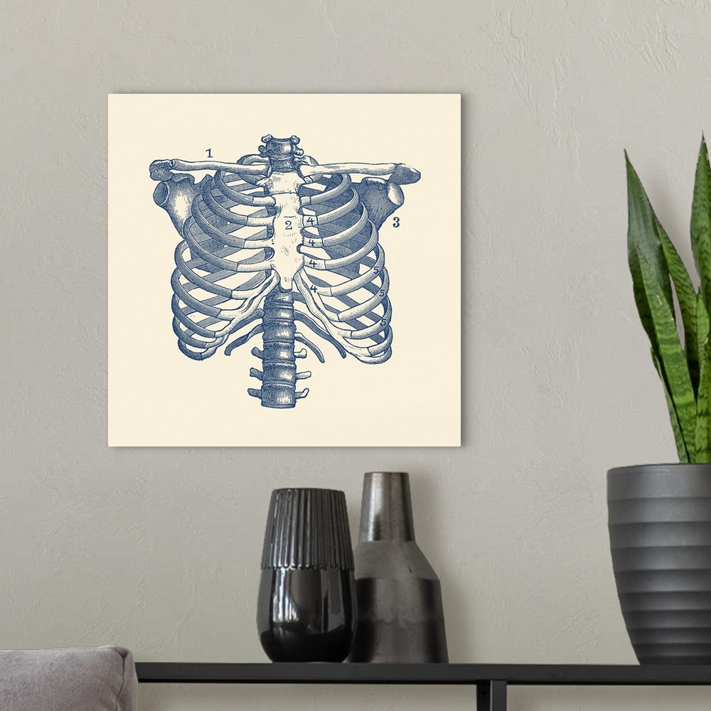 A modern room featuring Vintage anatomy print features the human rib cage and shoulders.