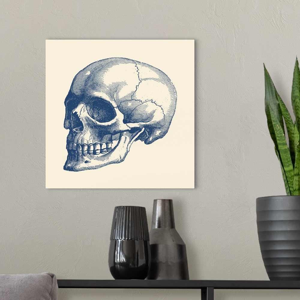 A modern room featuring Vintage anatomy print features the skull of a human skeleton.