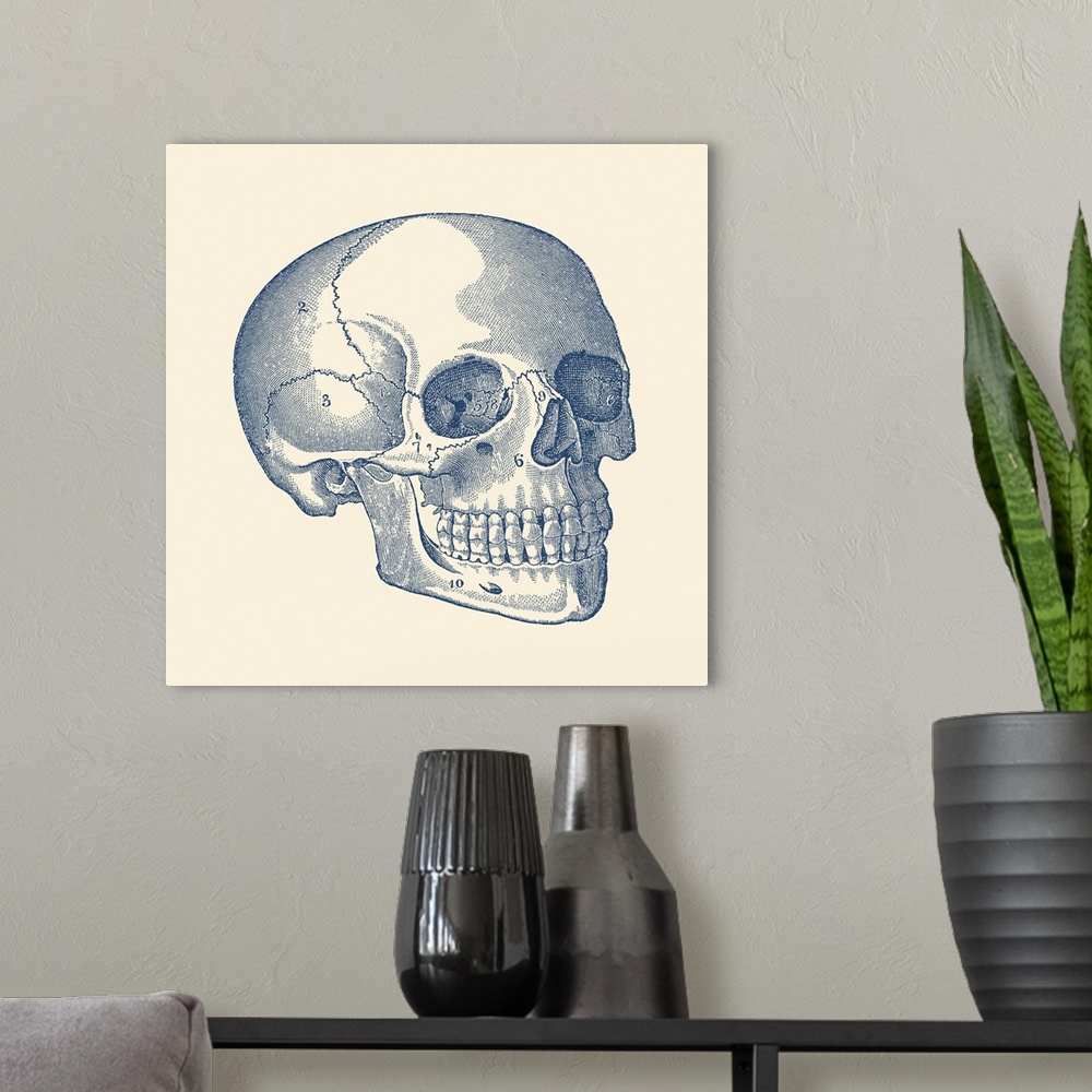 A modern room featuring Vintage anatomy print features the skull of a human skeleton with each bone labeled.