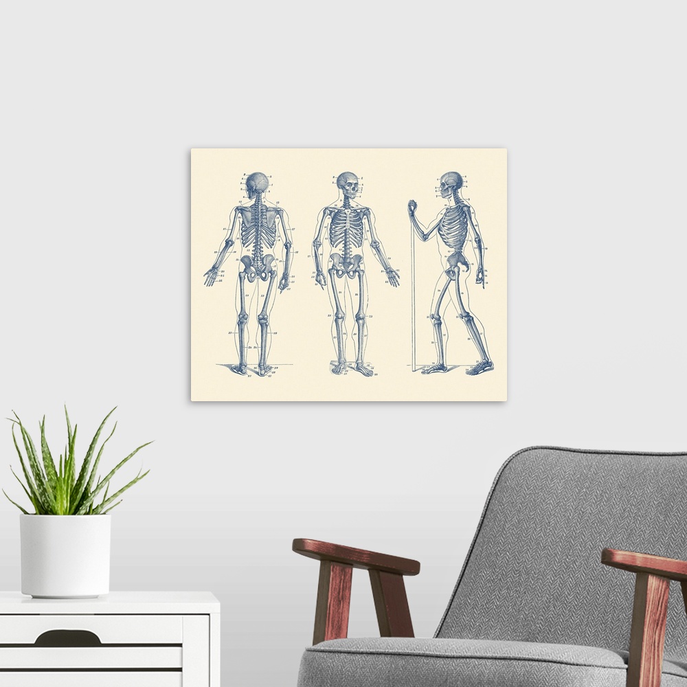 A modern room featuring Vintage anatomy print of a skeleton facing three different directions.