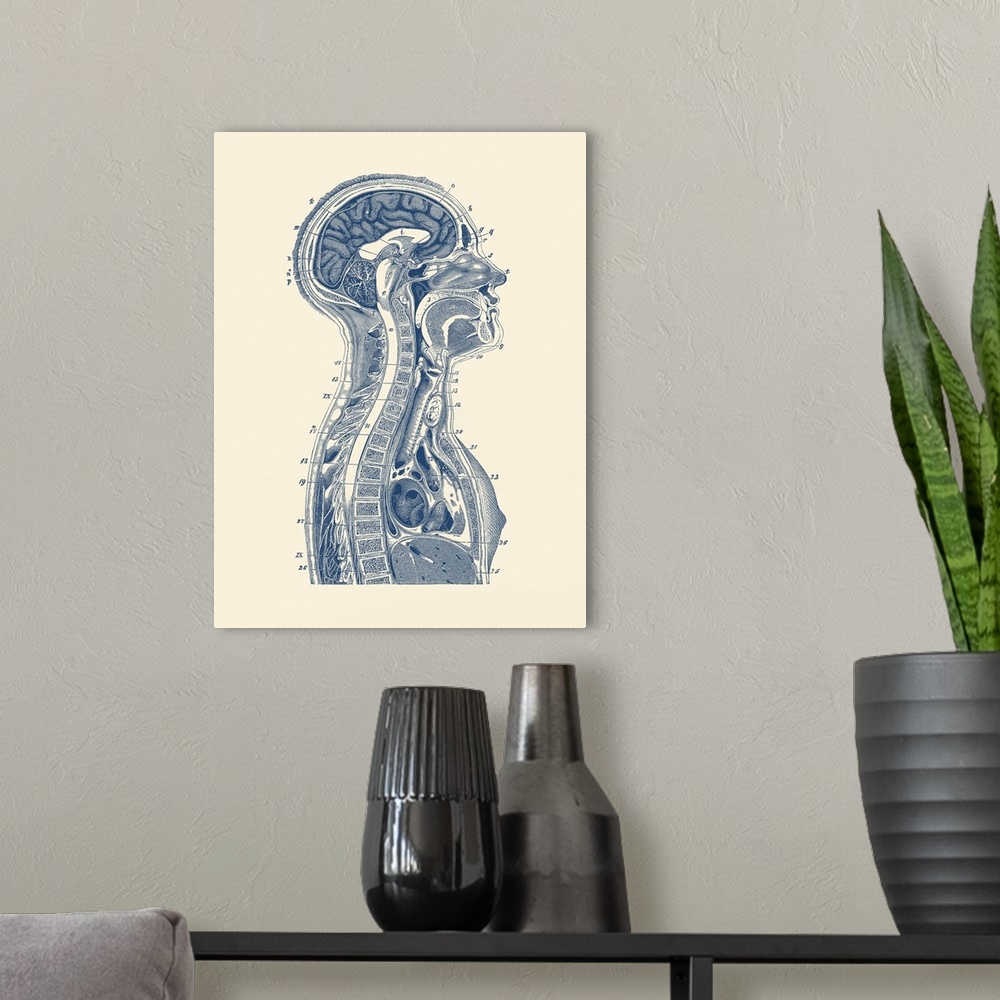 A modern room featuring Vintage anatomy print of the brain, the lymphatic system, and spinal cord.