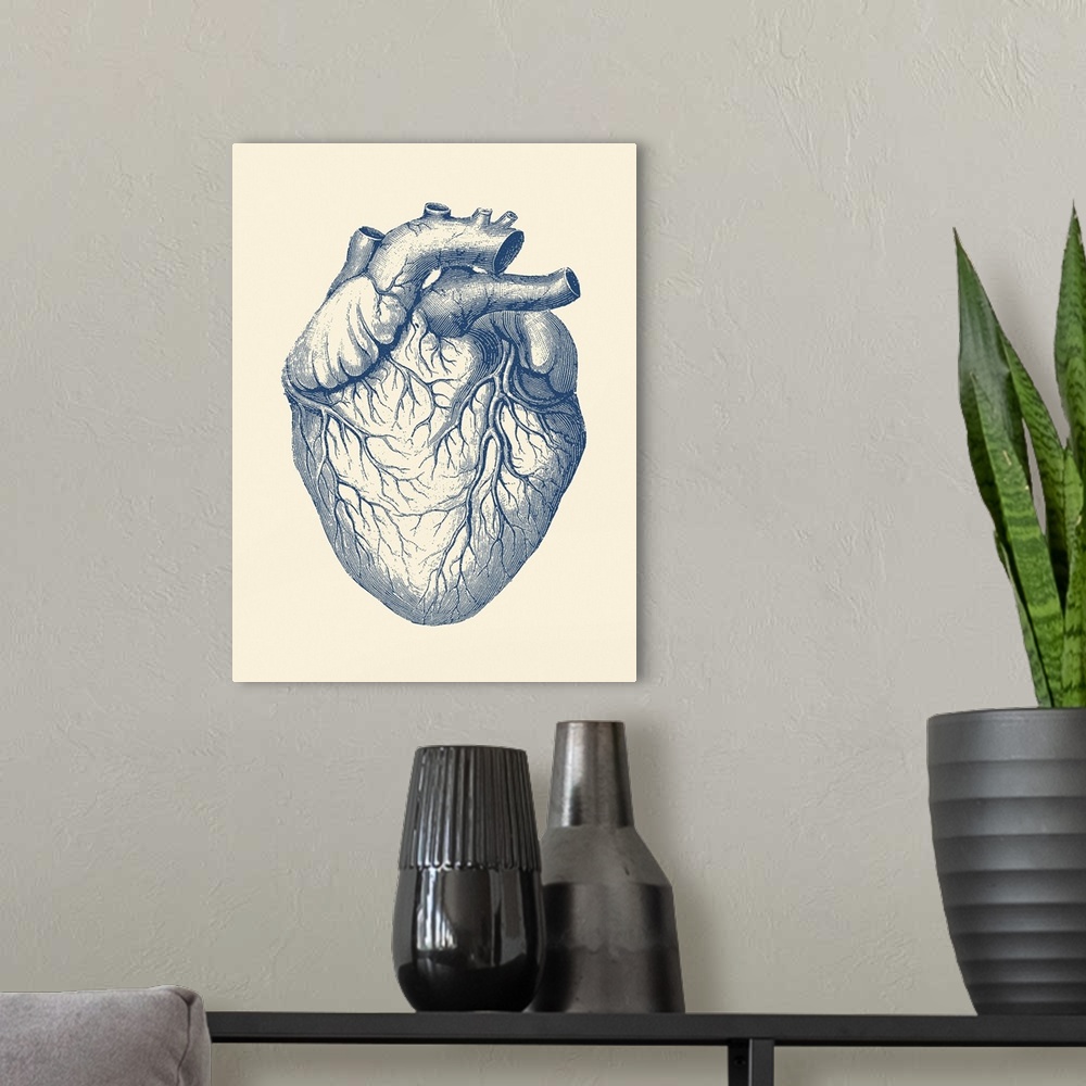 A modern room featuring Vintage anatomy print of the human heart with veins visible.