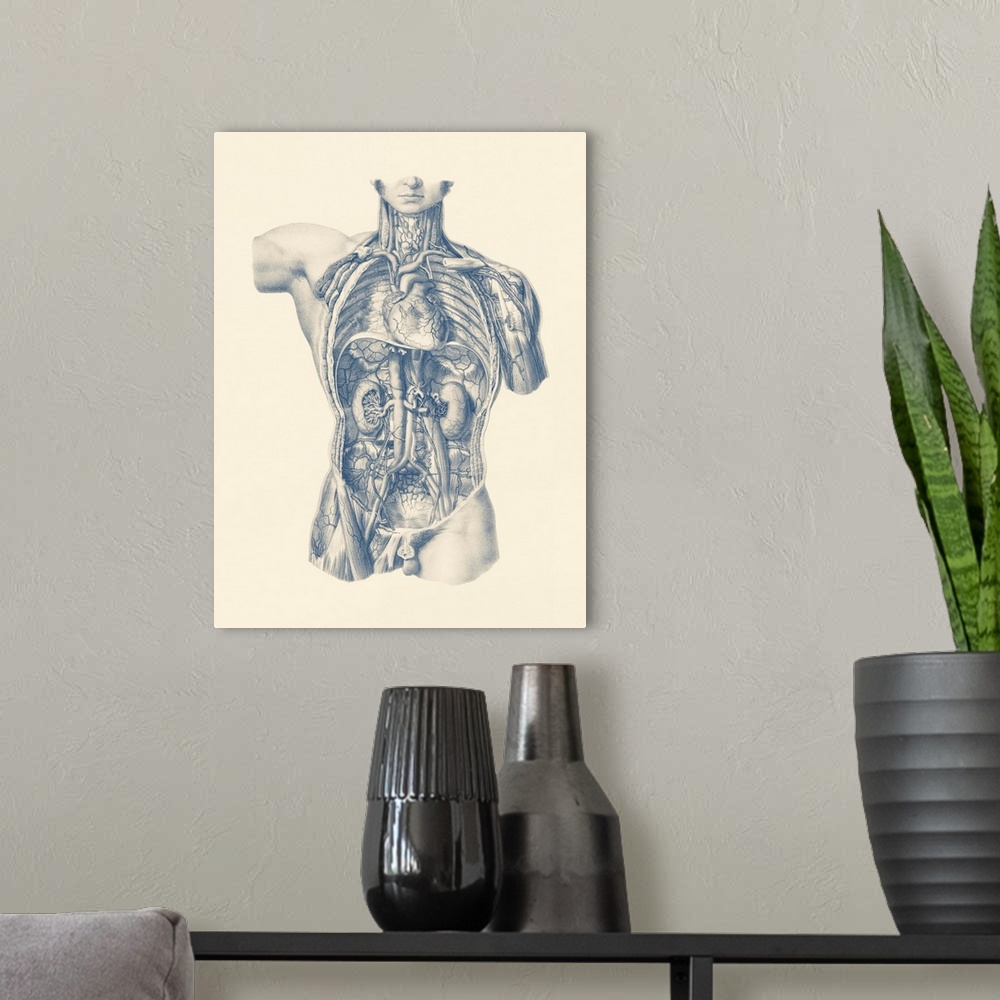 A modern room featuring Vintage anatomy print of the interior venous and circulatory systems from the front view.