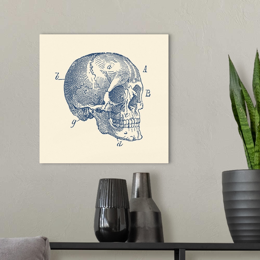 A modern room featuring Vintage anatomy print of the side view of a skull from a human skeleton.